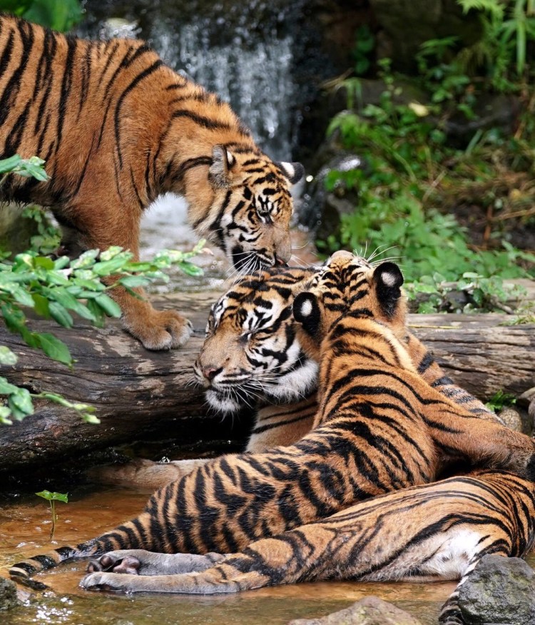 Забавы тигра