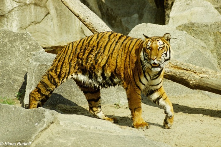 Panthera Tigris amoyensis