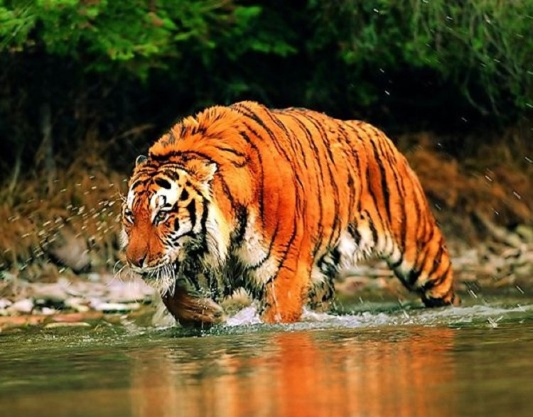 Happy Chinese New year 2022 тигр