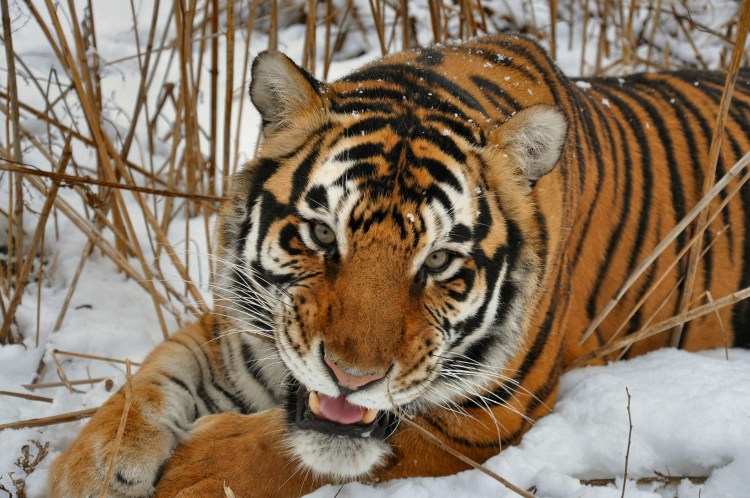 Тигр Амурский, бенгальский, южнокитайский,