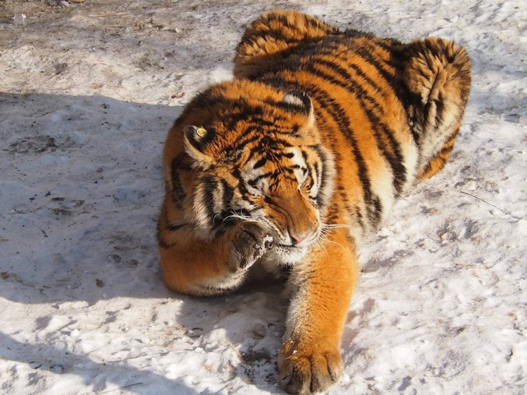 Китай Южно китайский тигр