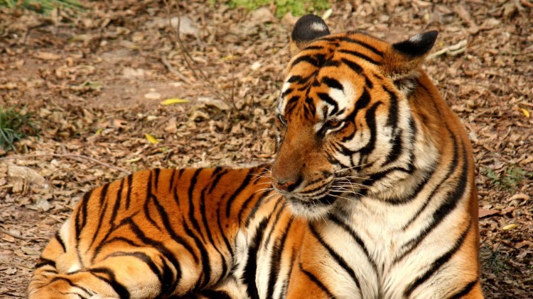 Японский пухлый тигр