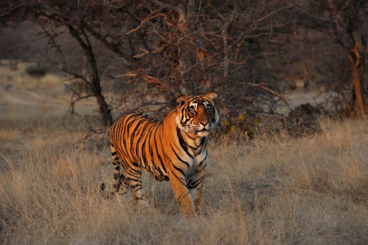 Южно-китайский тигр