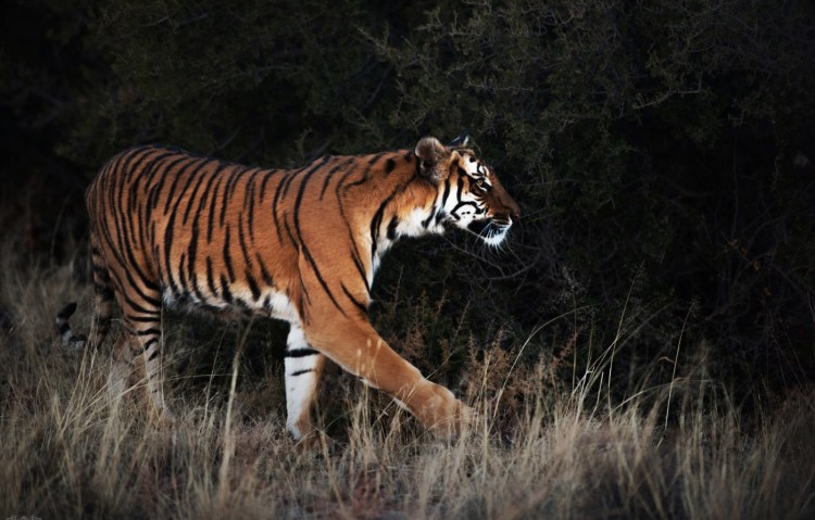 Panthera Tigris amoyensis