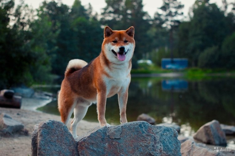 Сиба ину красный