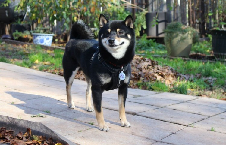 Сиба-ину черно-подпалый