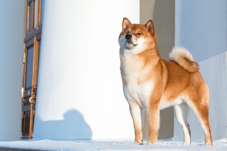 Сиба-ину карликовый