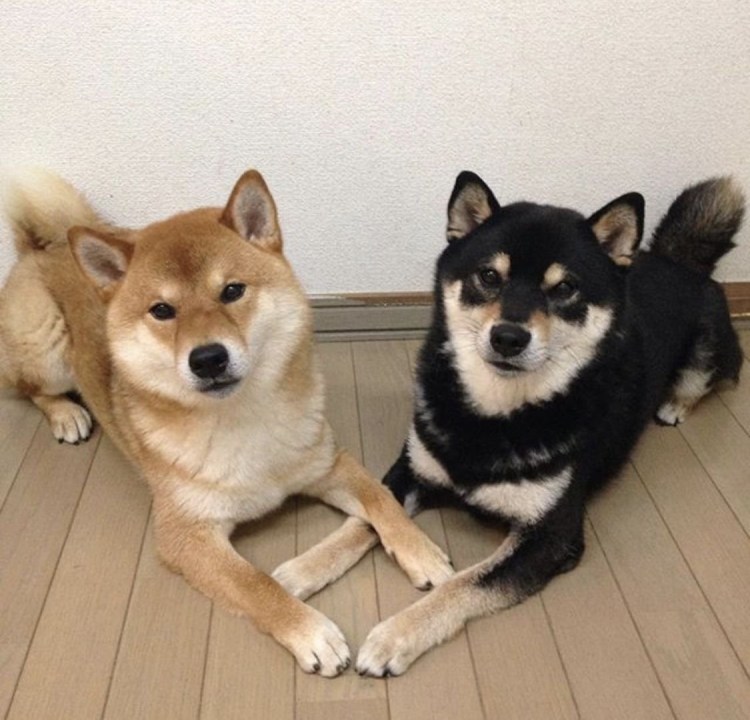 Сиба ину черная