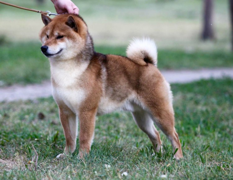 Сиба ину красный сезам