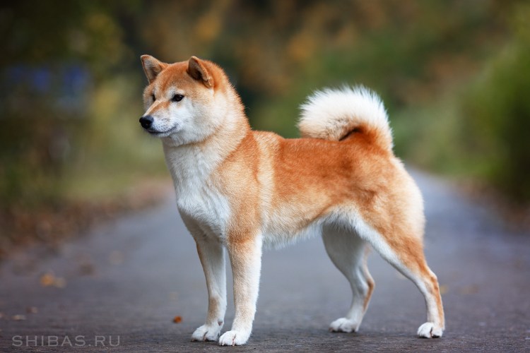 Японская лайка сиба