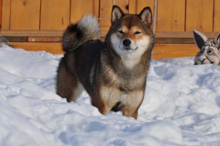 Кунжутный сезам сиба ину