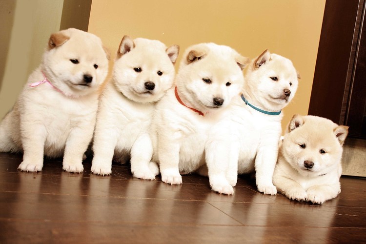 Сиба ину белая