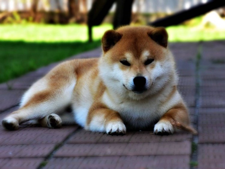 Сиба ину рыжий