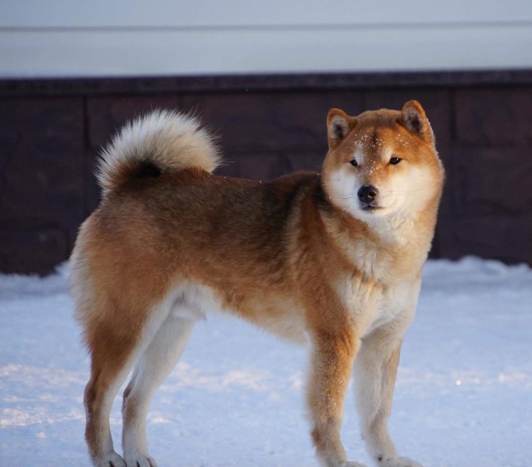 Сезамовый Акита ину
