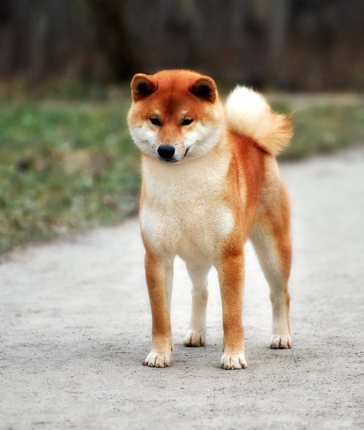 Японская сиба ину