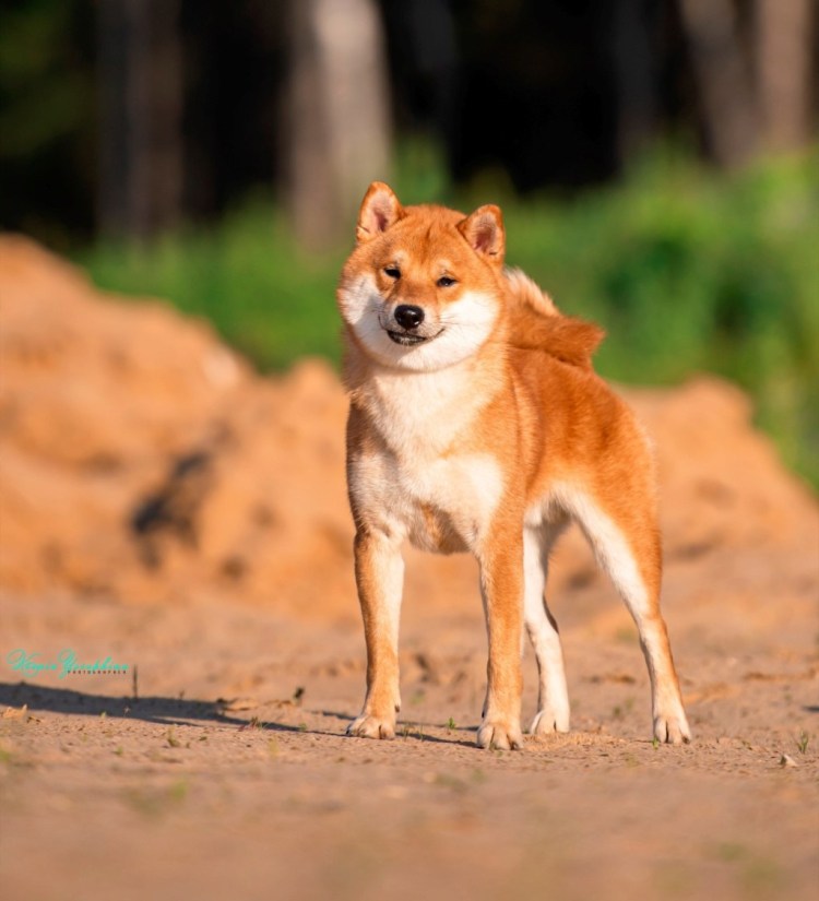 Сиба ину окрас сезам