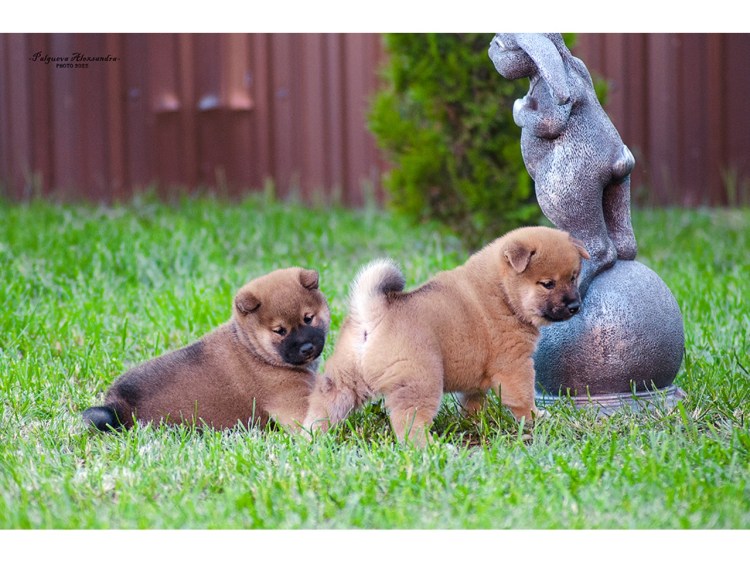 Сиба ину Любаве