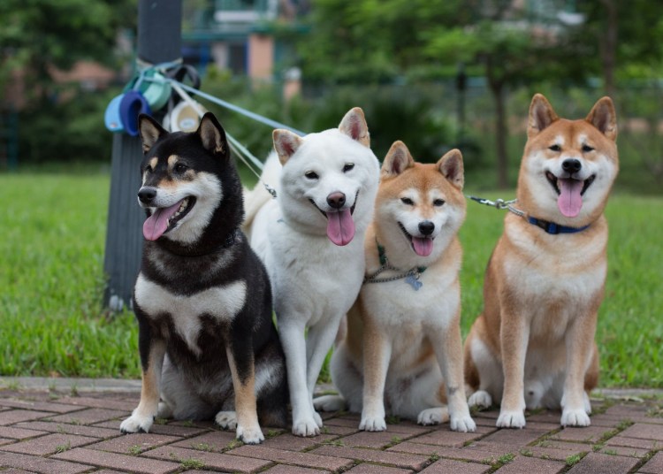 Порода сиба и Акита