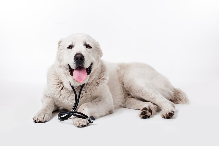 Туркменский алабай пятнистый