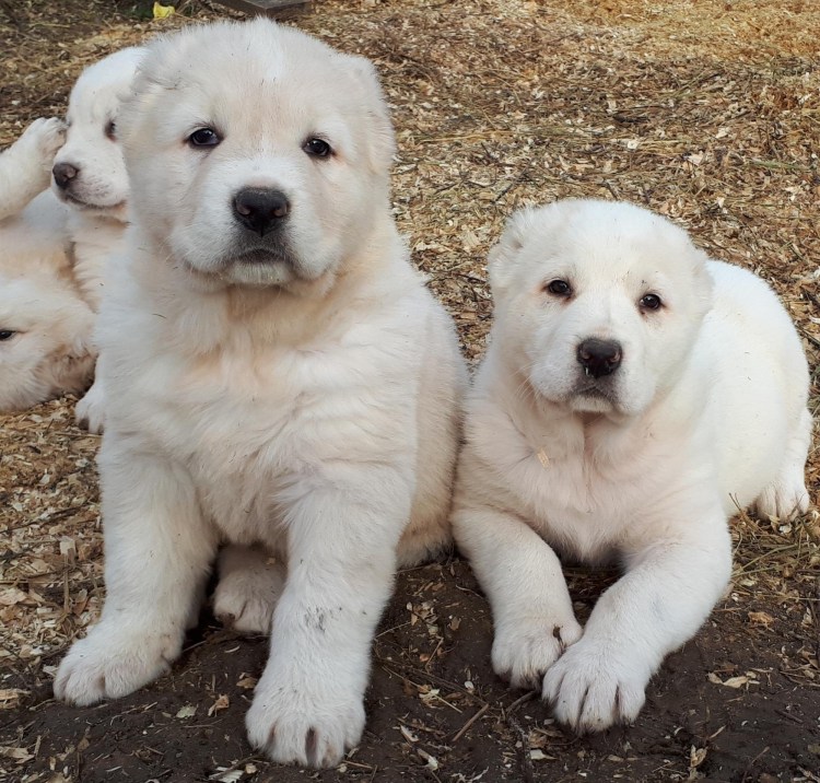 Алабай с лайкой