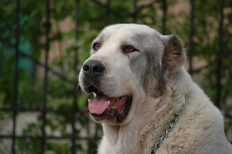 САО овчарка алабай