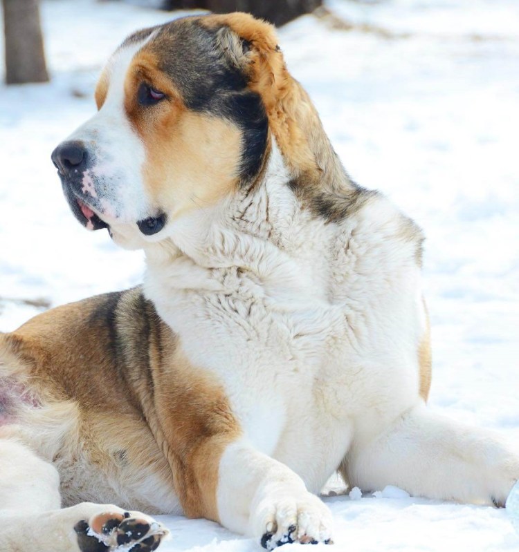 Туркменский алабай
