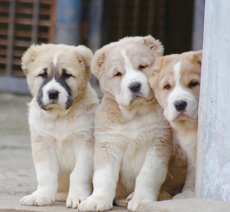 Среднеазиатская овчарка алабай