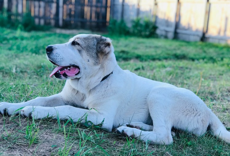 Среднеазиатская овчарка волкодав