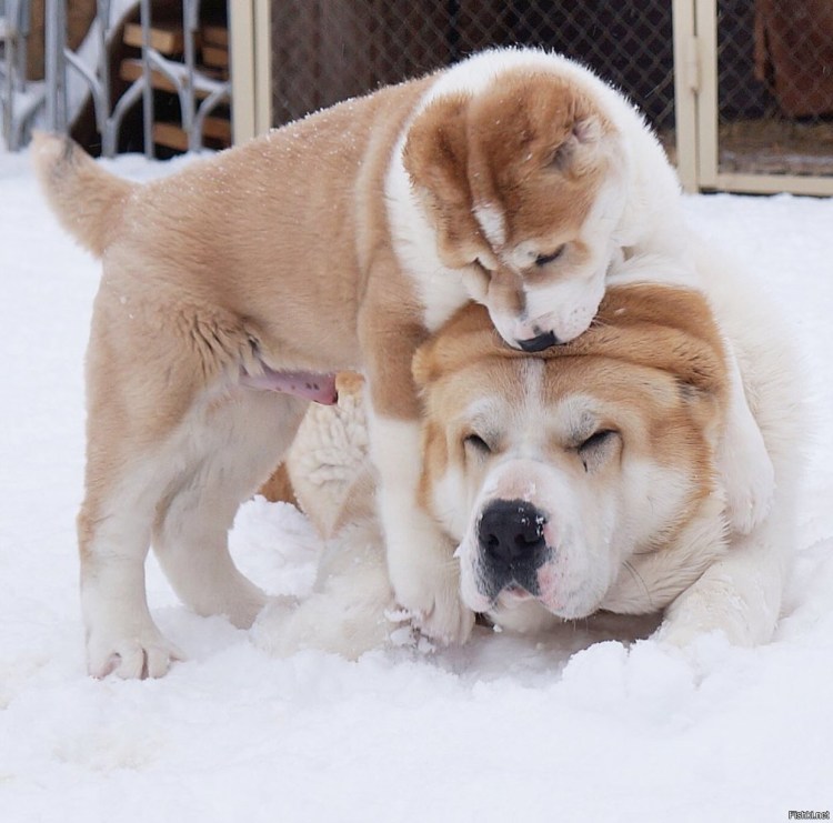 Среднеазиатская овчарка алабай