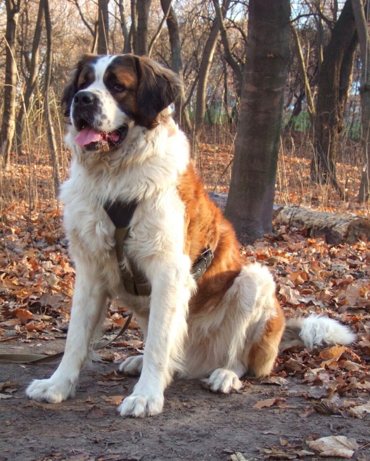 Московская сторожевая овчарка