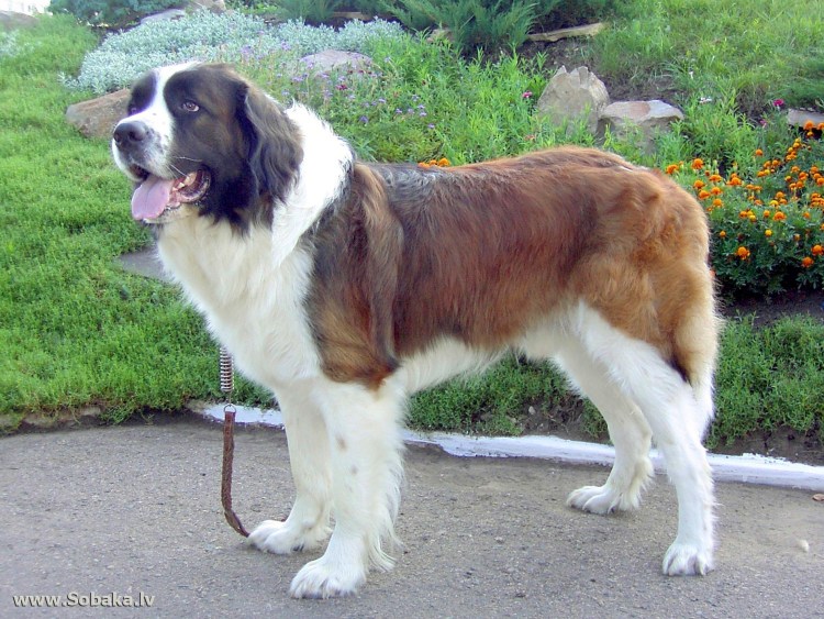 Московская сторожевая рыжий Пегий