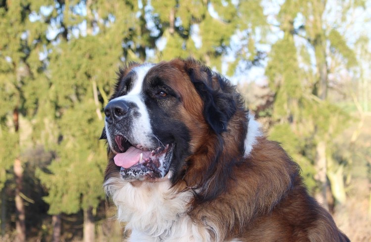 Московская сторожевая овчарка