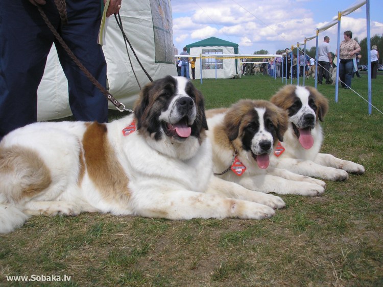 Московская сторожевая щенки