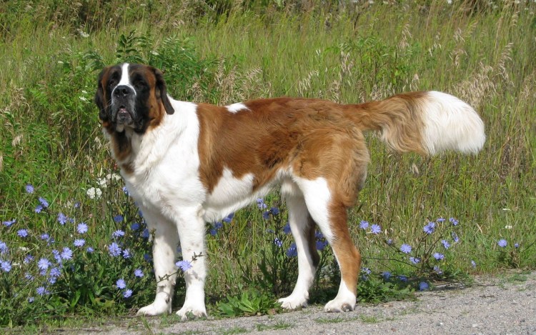 Московская гончая сторожевая