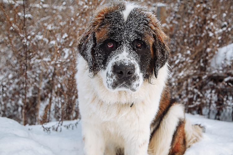Московская сторожевая собака