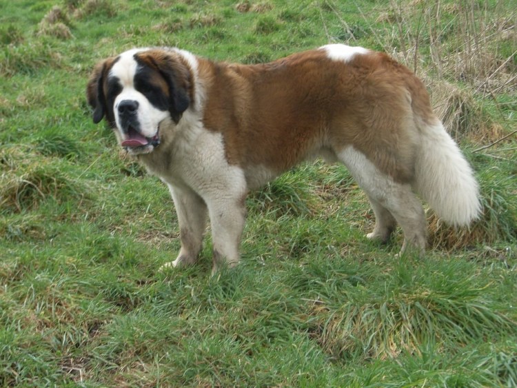 Длинношерстный Сенбернар