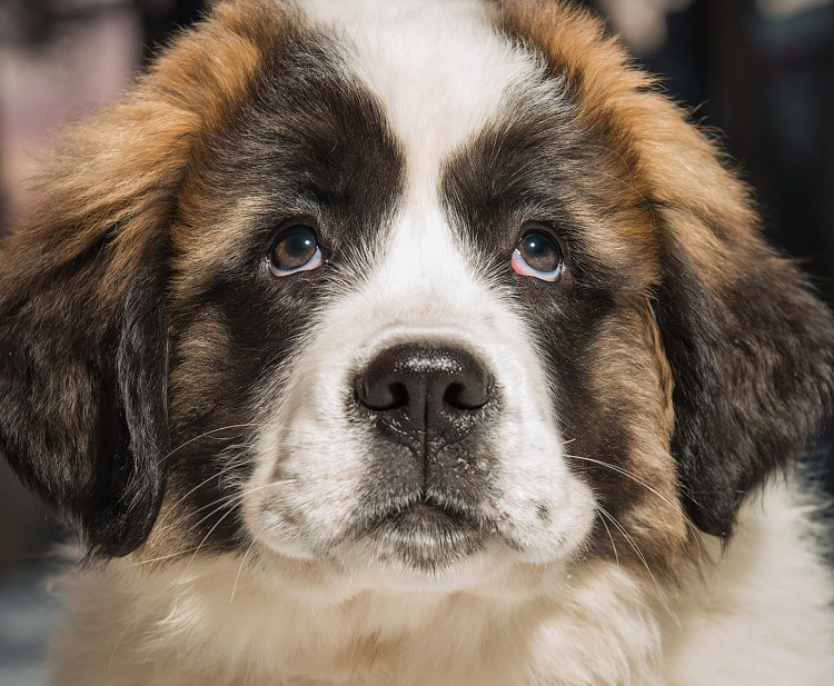 Порода Московская сторожевая