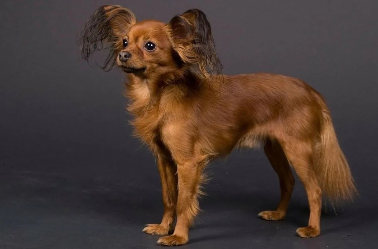 Собаки породы Московская сторожевая