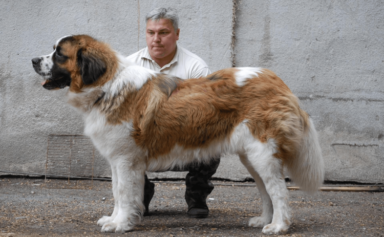 Московская сторожевая овчарка