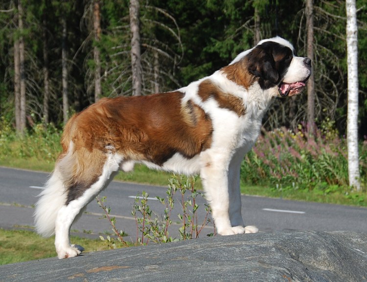 Чистокровная Московская сторожевая