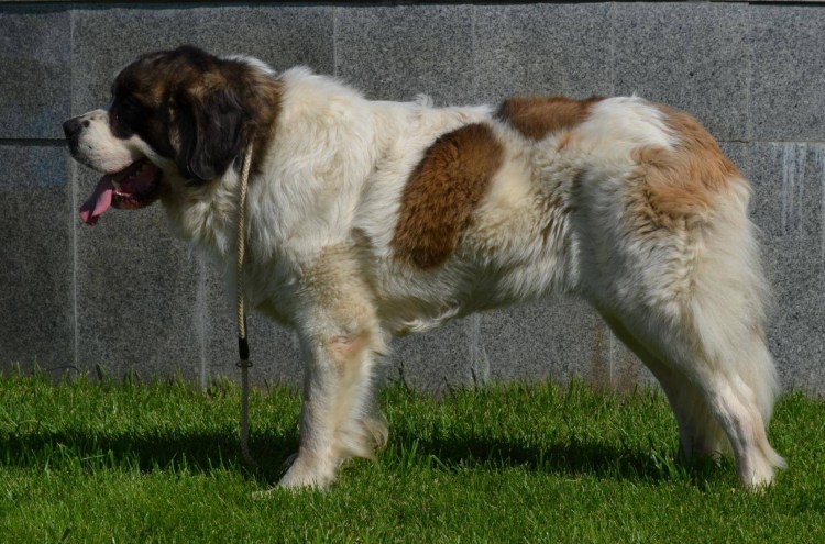 Московская сторожевая кобель