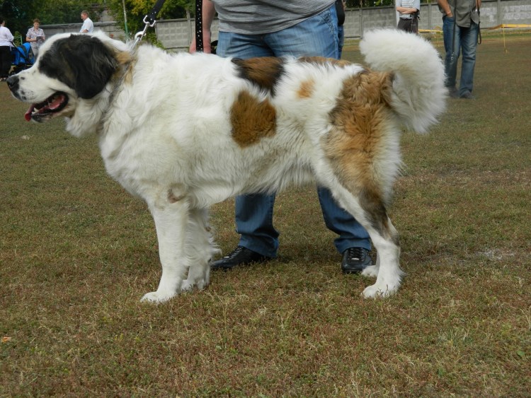 Длинношерстный Сенбернар