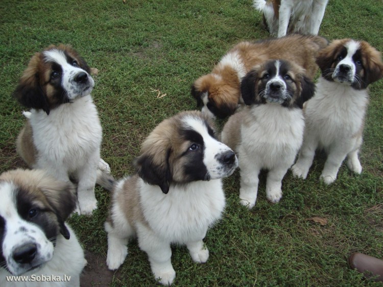 Московская сторожевая овчарка