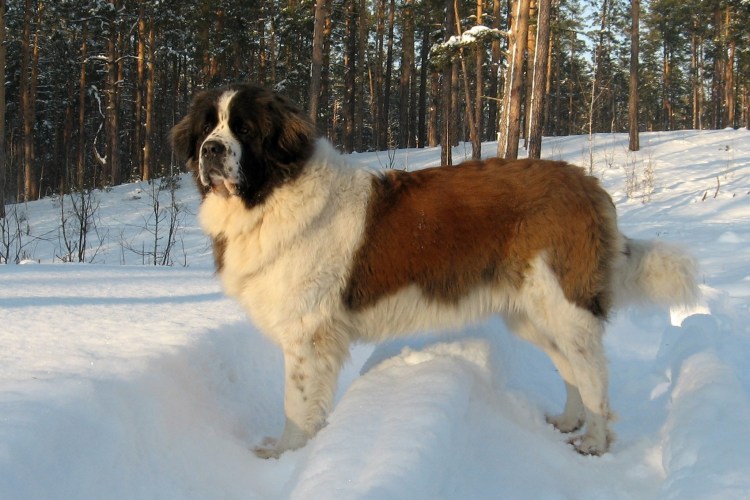 Сенбернар и Московская сторожевая
