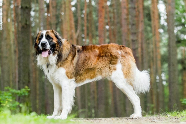Сенбернар и Московская сторожевая