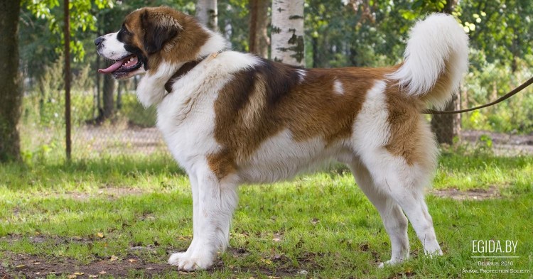 Московская сторожевая овчарка