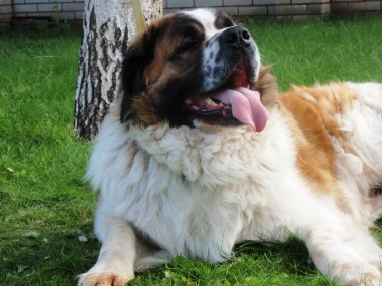Сенбернар и Московская сторожевая