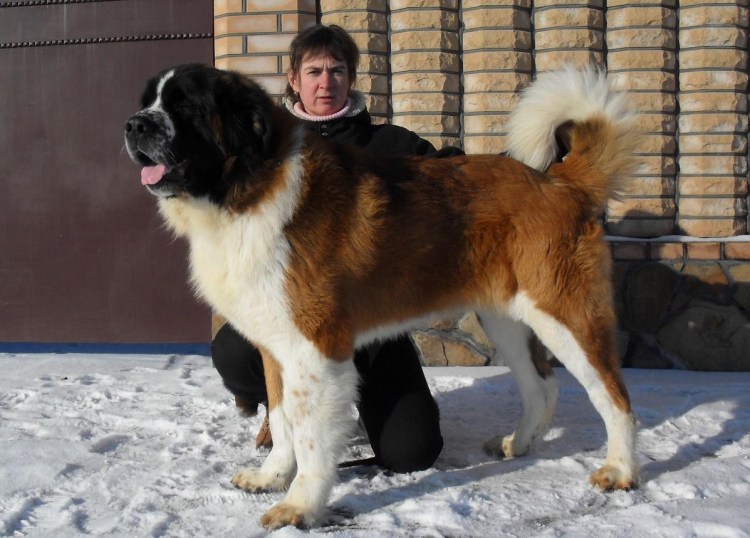 Собаки породы Московская сторожевая
