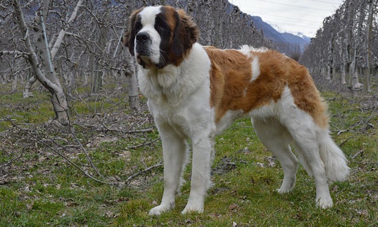 Сенбернар и Московская сторожевая