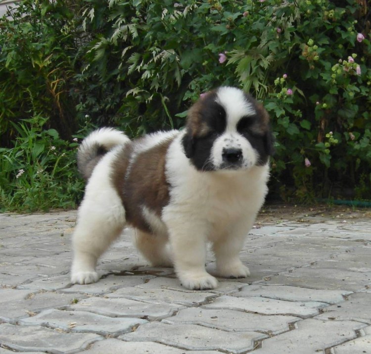 Московская сторожевая и корги